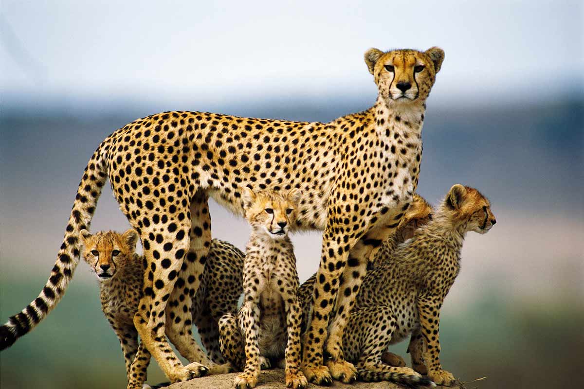 Asiatic Cheetah in Khar Turan National Park